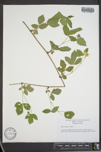 Rubus trivialis image