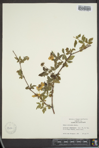 Rubus trivialis image