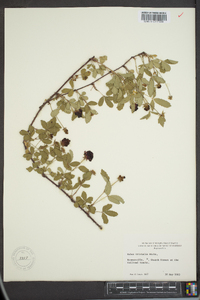 Rubus trivialis image