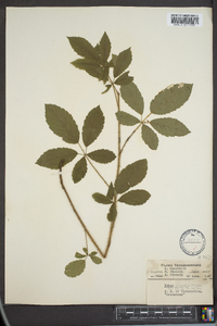 Rubus trivialis image