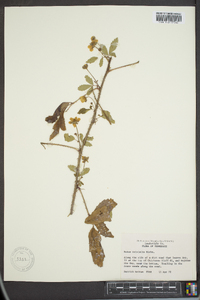 Rubus trivialis image