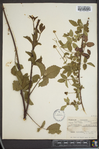 Rubus trivialis image