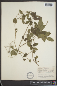 Rubus trivialis image