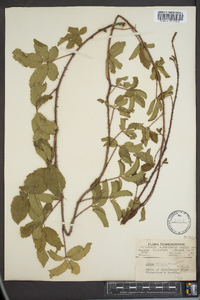 Rubus trivialis image