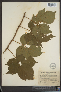 Rubus abbrevians image