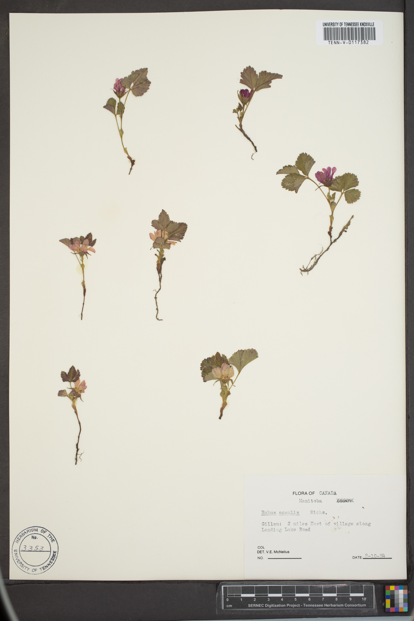 Rubus acaulis image