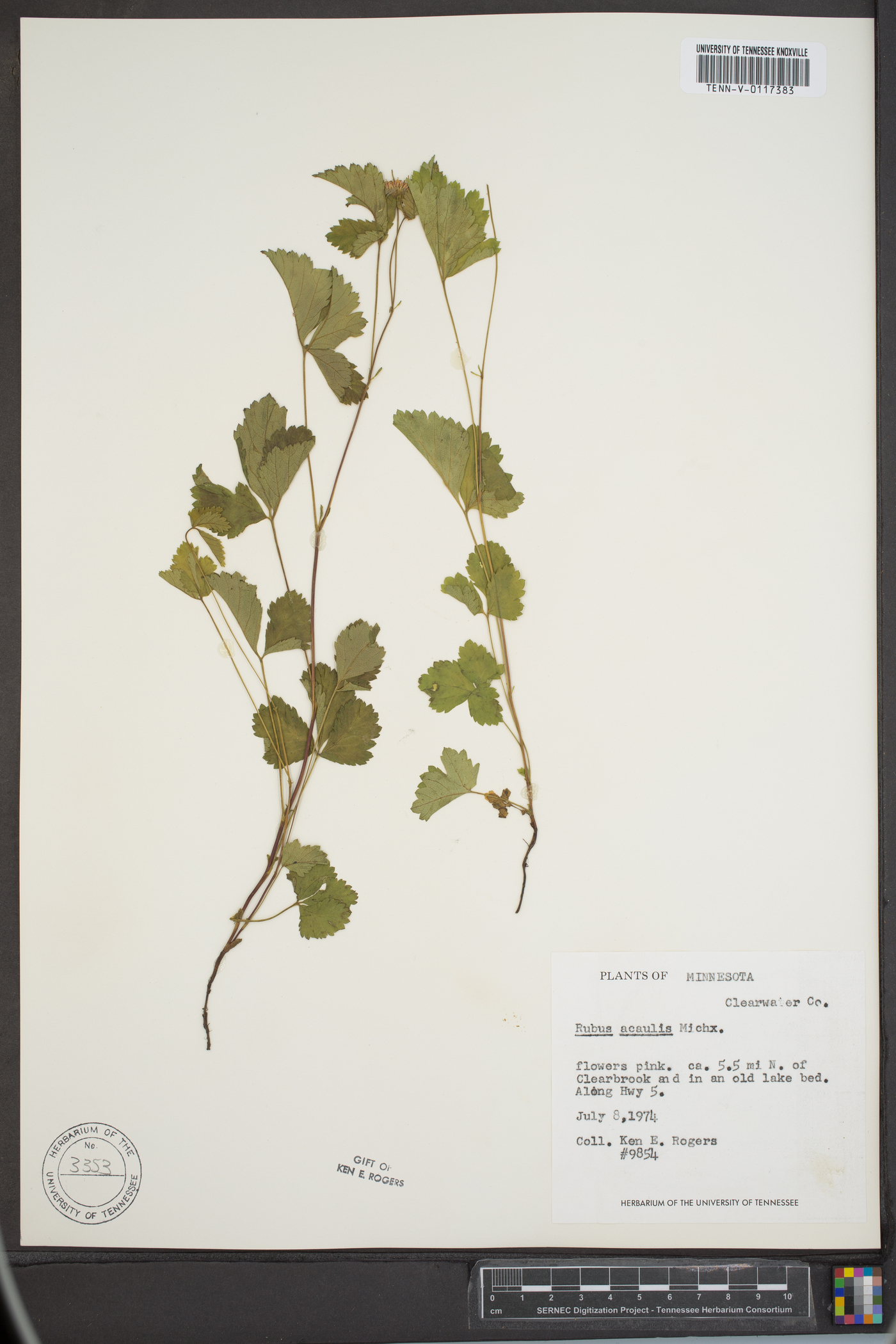 Rubus acaulis image