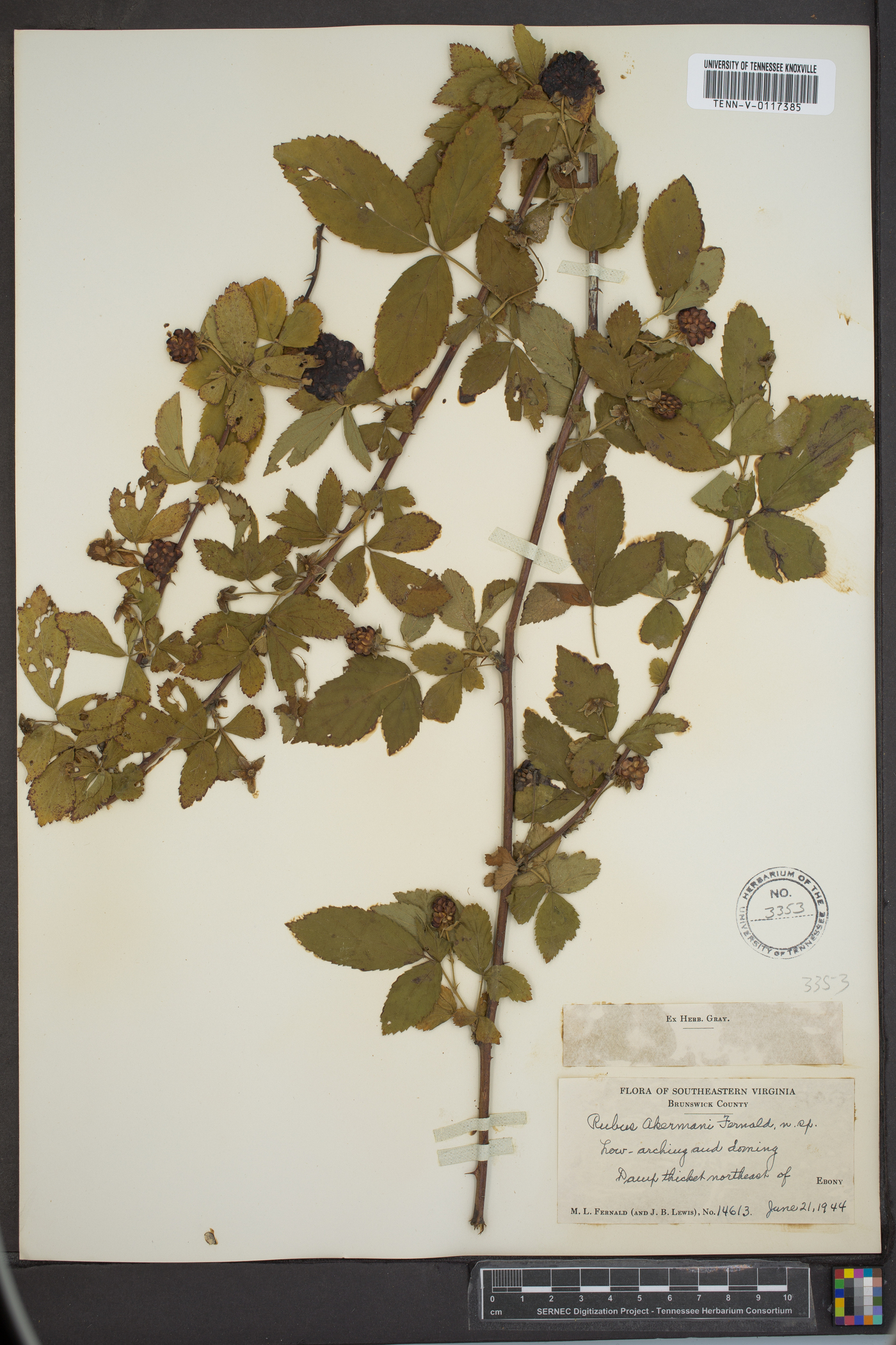 Rubus akermanii image