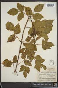 Rubus akermanii image