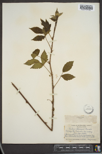Rubus akermanii image