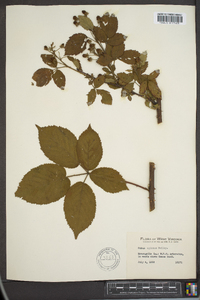Rubus apianus image