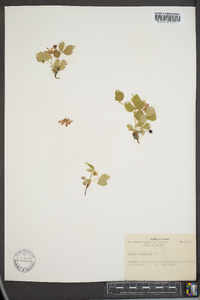 Rubus arcticus image