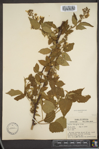 Rubus argutus image
