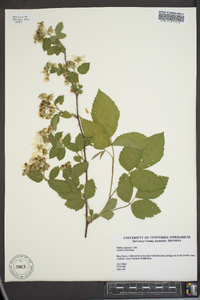 Rubus argutus image