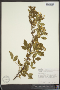 Rubus argutus image