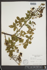 Rubus argutus image