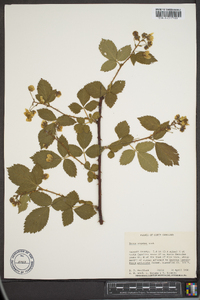 Rubus argutus image