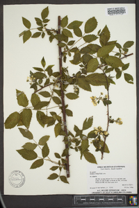 Rubus argutus image