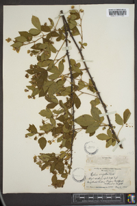 Rubus argutus image