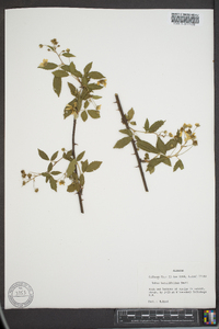 Rubus argutus image