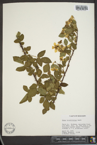 Rubus argutus image