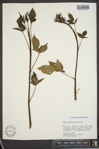 Rubus argutus image