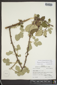 Rubus bifrons image