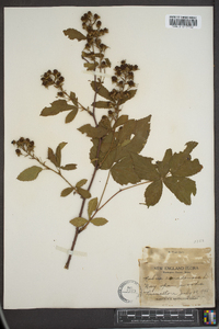 Rubus canadensis image