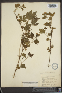 Rubus canadensis image