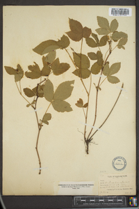 Rubus canadensis image