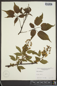 Rubus canadensis image