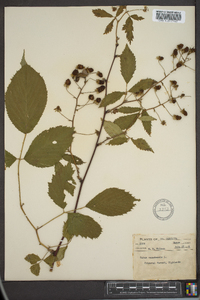 Rubus canadensis image