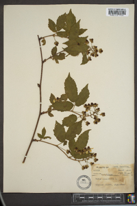 Rubus canadensis image