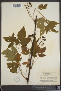 Rubus canadensis image