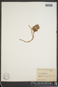 Rubus chamaemorus image