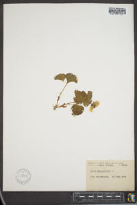 Rubus chamaemorus image