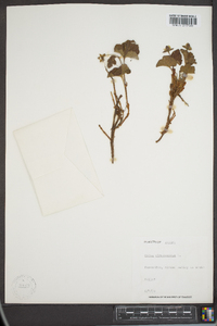 Rubus chamaemorus image