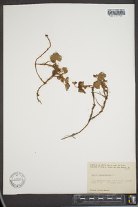 Rubus chamaemorus image