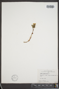 Rubus chamaemorus image