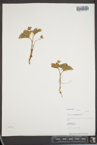 Rubus chamaemorus image