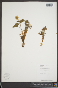 Rubus chamaemorus image