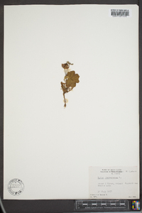 Rubus chamaemorus image