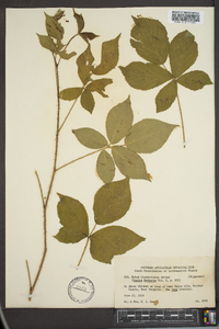 Rubus clandestinus image