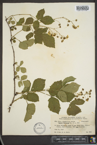 Rubus clandestinus image