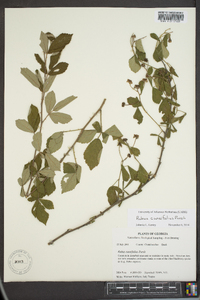 Rubus cuneifolius image