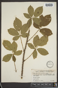 Rubus densissimus image