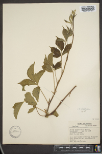 Rubus flagellaris image