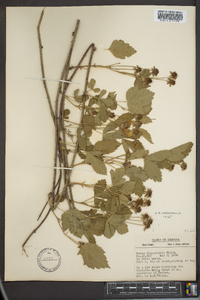 Rubus flagellaris image