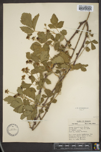 Rubus flagellaris image