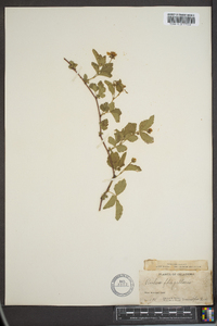 Rubus flagellaris image